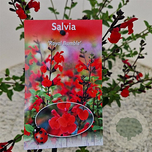 Salvia 'Royal Bumble' 40-45 cm 2,5L