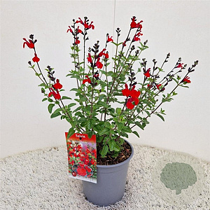 Salvia 'Royal Bumble' 40-45 cm 2,5L