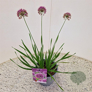 Allium 'Millenium' 25-30 cm 2,5L