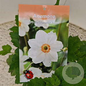 Anemone hyb. 'Honorine Jobert' 30-40 cm 2,5L