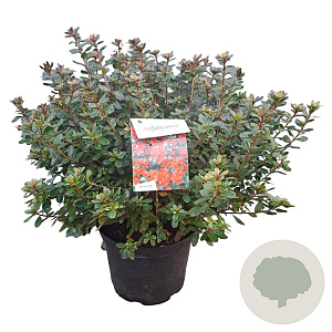 Azalea (J) 'Addy Wery' 40-50 cm 10L