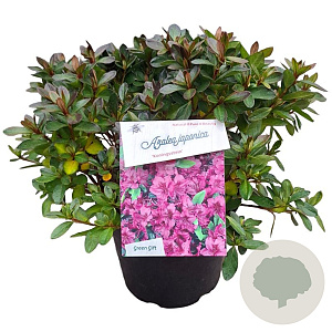 Azalea (J) 'Konigstein' 25-30 cm 4,0L