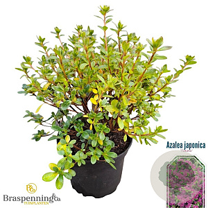 Azalea (J) 'Takako' 20-25 cm 2,0L
