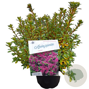Azalea (J) 'Takako' 25-30 cm 4,0L
