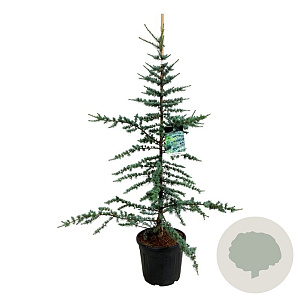 Cedrus l. 'Glauca' 150-175 cm 30L extra