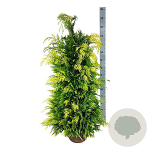 Chamaecyparis l. 'Ivonne' 100-120 cm met kluit extra