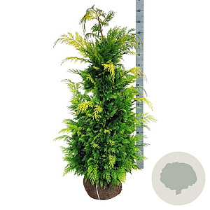 Chamaecyparis l. 'Ivonne' 120-140 cm met kluit extra