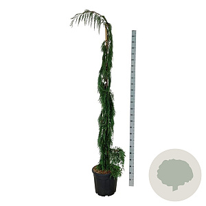 Chamaecyparis n. 'Moonshot' 200-225 cm 30L