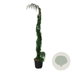 Chamaecyparis n. 'Moonshot' 200-225 cm 30L