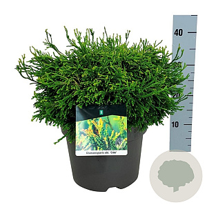 Chamaecyparis o. 'Gitte' 30-40 cm 6,5L