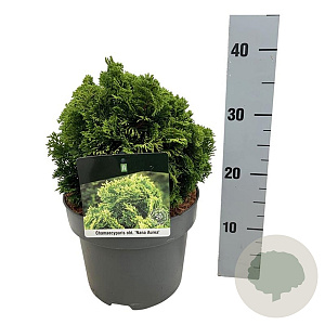 Chamaecyparis o. 'Nana Aurea' 15-20 cm 5,0L