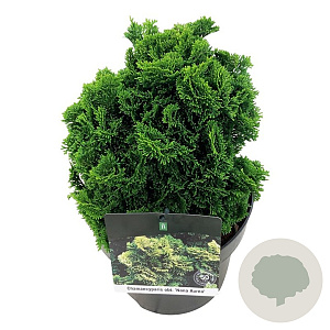 Chamaecyparis o. 'Nana Aurea' 20-25 cm 5,0L