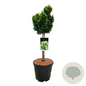 Chamaecyparis o. 'Nana Aurea' 50 cm stam 15L