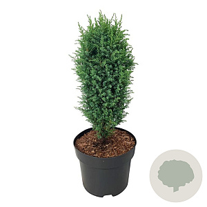 Juniperus comm. 'Compressa' 40-50 cm 6L