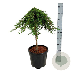 Juniperus comm. 'Greenmantle' 60 cm stam 15L
