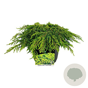 Juniperus comm. 'Lemon Carpet' 30-40 cm 6,5L