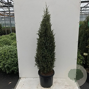 Juniperus comm. 'Suecica' 60-80 cm 5,0L najaarspotting