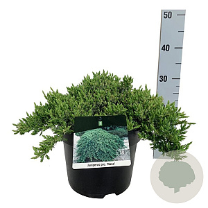 Juniperus procumbens 'Nana' 30-40 cm 6,5L