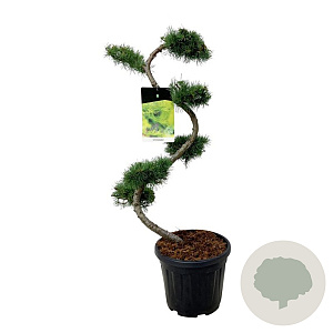 Larix kaempferi 80 cm 15L bonsai