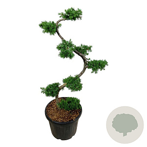 Larix kaempferi 125 cm cont. 55L bonsai