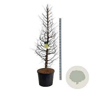 Metasequoia gl. Amber Glow 200-250 cm cont. 90L extra