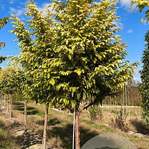 Metasequoia gl. Amber Glow 250-300 cm cont. 90L extra