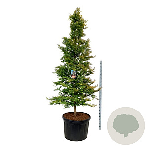 Metasequoia gl. Amber Glow 250-300 cm cont. 230L solitair