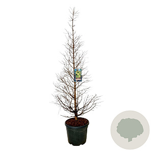 Metasequoia gl. 'Daw.Tawny Fleece' 170-200 cm cont. 55L extra
