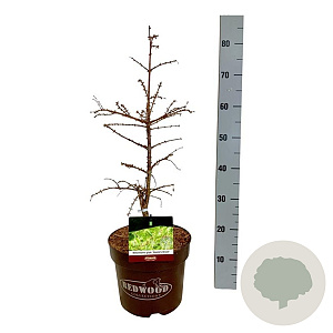 Metasequoia gl. 'Hamlet's Broom' 50-60 cm 7,5L