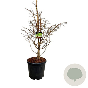 Metasequoia gl. 'Hamlet's Broom' 80-100 cm 30L extra