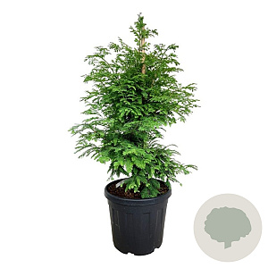 Metasequoia gl. 'Hamlet's Broom' 80-100 cm 30L extra