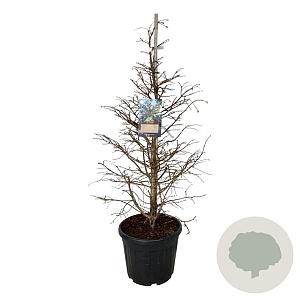 Metasequoia gl. 'Hamlet's Broom' 100-125 cm cont. 55L extra