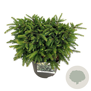 Picea a. 'Nidiformis' 30-40 cm 7,5L