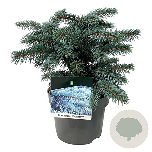 Picea pungens 'Karpaten' 25-30 cm 5,0L