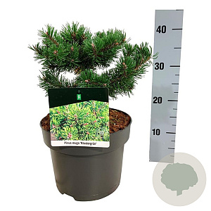 Pinus mugo 'Klosters Grun' 20-25 cm