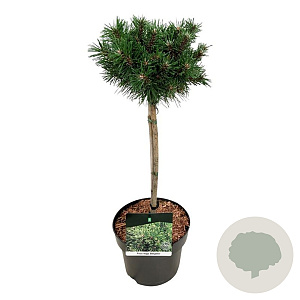 Pinus mugo 'Benjamin' 40 cm stam 5,0L