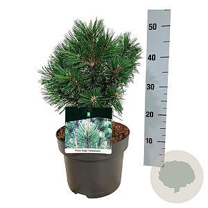 Pinus mugo 'Green Column' 25-30 cm