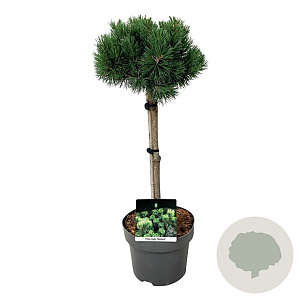 Pinus mugo 'Mumpitz' 40 cm stam 5,0L