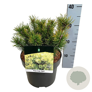 Pinus mugo 'Ophir' 20-25 cm