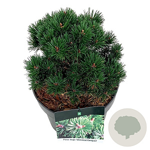 Pinus mugo 'Sherwood Compact' 20-25 cm