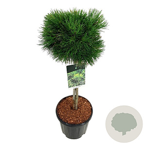 Pinus mugo 'Varella' 60 cm stam 15L