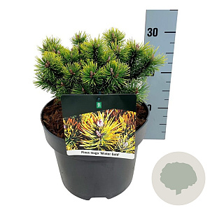 Pinus mugo 'Winter Gold' 15-20 cm