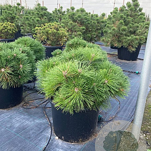 Pinus nigra Brepo 125-150 cm cont. 150L meerstammig