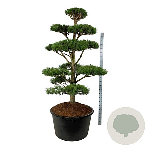Pinus nigra nigra 175-200 cm cont. 285L bonsai