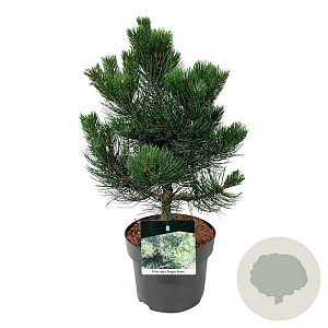 Pinus nigra 'Oregon Green' 30-40 cm 4,5L
