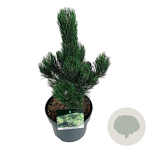 Pinus nigra 'Oregon Green' 40-50 cm P21
