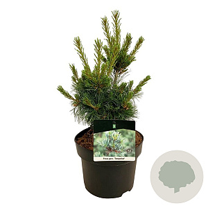Pinus parv. 'Negishi' 30-40 cm 4,5L