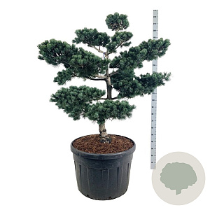 Pinus parv. 'Negishi' 125-150 cm cont. 180L bonsai