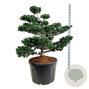 Pinus parv. 'Tempelhof' 100-125 cm cont. 180L bonsai