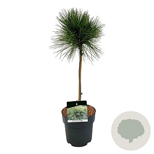 Pinus resinosa 'Pillnitz' 40 cm stam 5,0L